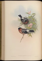 Pyrrhula orientalis = Pyrrhula pyrrhula rosacea